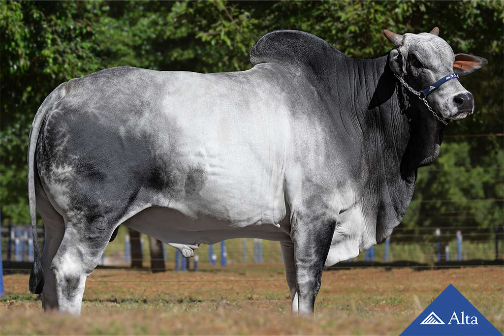 Mahuida